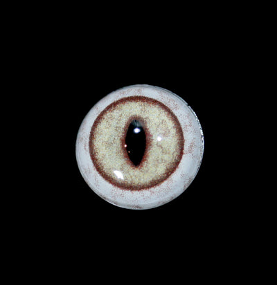 Glass Lynx Taxidermy Eye-Taxidermy-McKenzie Taxidermy Supply-PaxtonGate