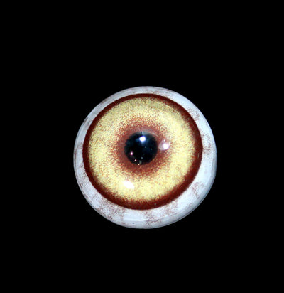 Glass Wolf Taxidermy Eye-Taxidermy-McKenzie Taxidermy Supply-PaxtonGate