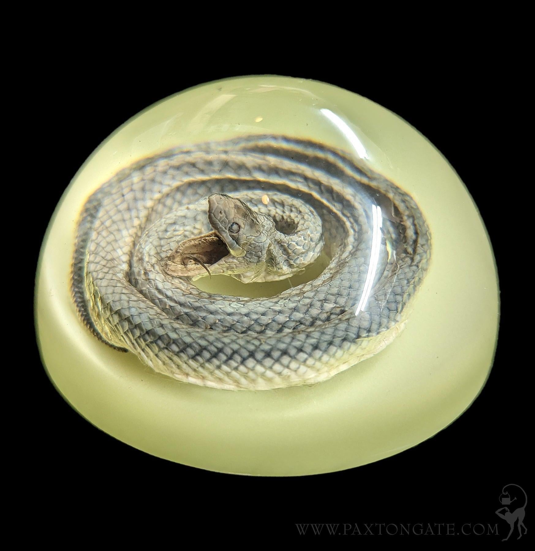 Glow In The Dark Snake Paper Weight – Paxton Gate