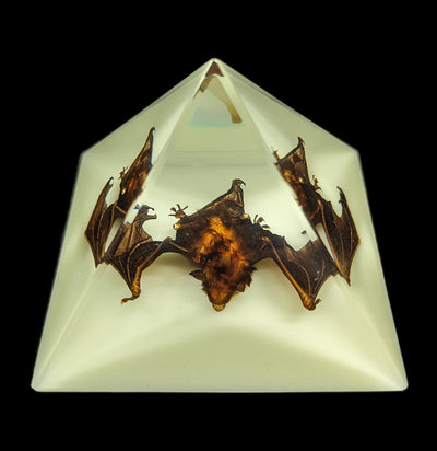 Glow in the Dark Bat Pyramid-Taxidermy-Real Bug/Ed Speldy-PaxtonGate