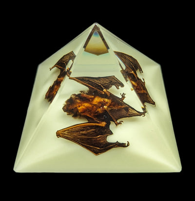 Glow in the Dark Bat Pyramid-Taxidermy-Real Bug/Ed Speldy-PaxtonGate