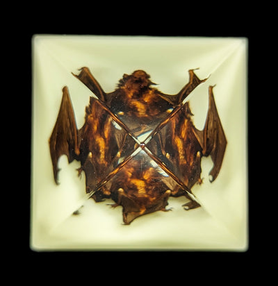 Glow in the Dark Bat Pyramid-Taxidermy-Real Bug/Ed Speldy-PaxtonGate