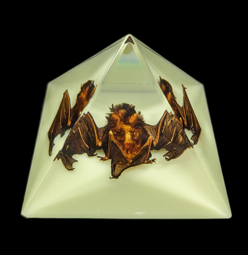 Glow in the Dark Bat Pyramid-Taxidermy-Real Bug/Ed Speldy-PaxtonGate