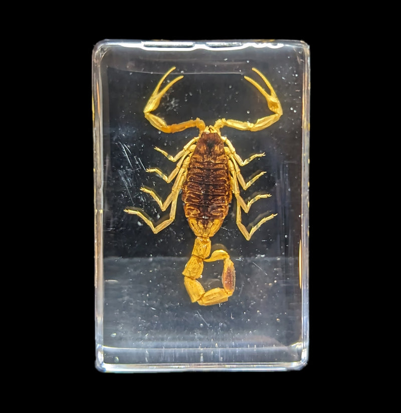 Golden Scorpion In Acrylic-Insects-Real Bug/Ed Speldy-PaxtonGate