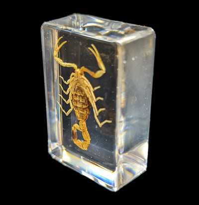 Golden Scorpion In Acrylic-Insects-Real Bug/Ed Speldy-PaxtonGate