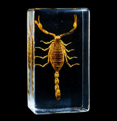 Golden Scorpion Acrylic Paperweight - Paxton Gate