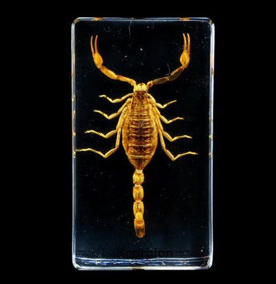 Golden Scorpion Acrylic Paperweight - Paxton Gate