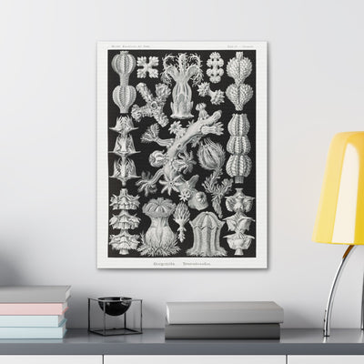 "gorgonida rindenkorallen" By Ernst Haeckel Canvas Gallery Wraps-Canvas-Printify-PaxtonGate