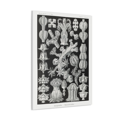 "gorgonida rindenkorallen" By Ernst Haeckel Canvas Gallery Wraps-Canvas-Printify-PaxtonGate