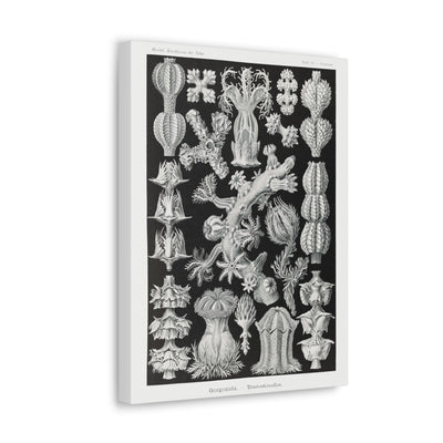 "gorgonida rindenkorallen" By Ernst Haeckel Canvas Gallery Wraps-Canvas-Printify-PaxtonGate