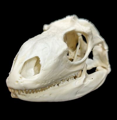 Iguana Skull-Skulls-Smilodon Resources LLC-PaxtonGate