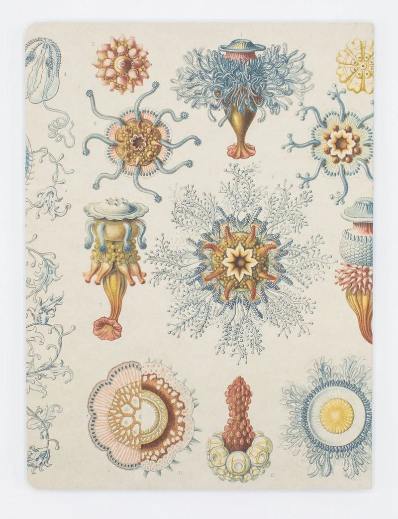 Haeckel Jellyfish Softcover Dot Grid Notebook - Paxton Gate