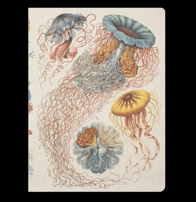 Haeckel Jellyfish Softcover Dot Grid Notebook - Paxton Gate