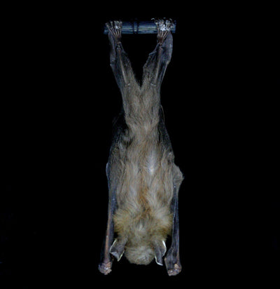 Hanging Cynopterus Brachyotis Tuxedo Bat-Taxidermy-Bicbugs, LLC-PaxtonGate