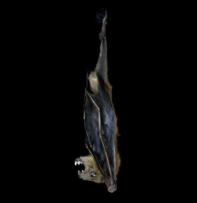 Hanging Cynopterus Brachyotis Tuxedo Bat-Taxidermy-Bicbugs, LLC-PaxtonGate