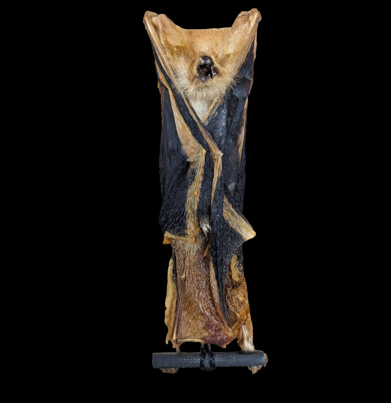 Hanging Kerivoula Picta Taxidermy Bat-Insects-Bicbugs, LLC-PaxtonGate