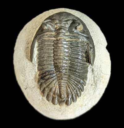 Hollardops Trilobite Fossil In Matrix-Fossils-Sahara Overland-PaxtonGate