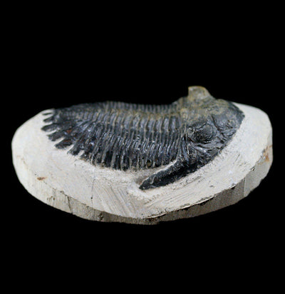 Trilobite Hollardops In Matrix - Paxton Gate