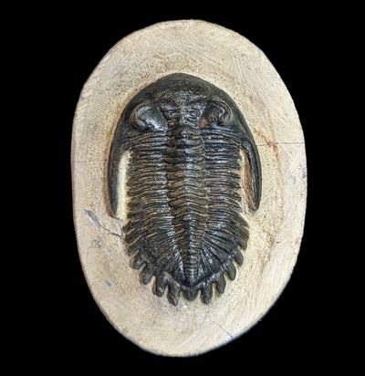 Hollardops Trilobite Fossil In Matrix-Fossils-Sahara Overland-PaxtonGate