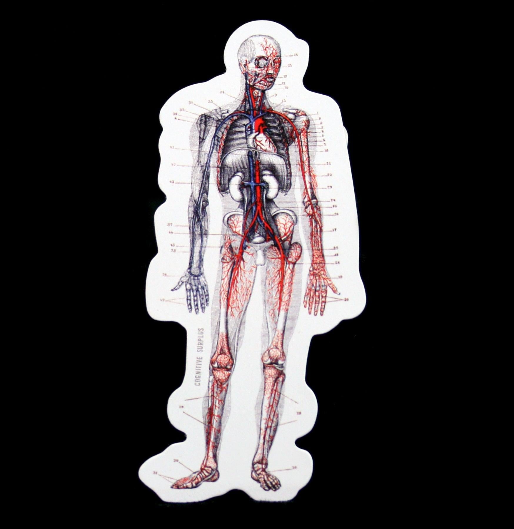 Human Anatomy Sticker – Paxton Gate