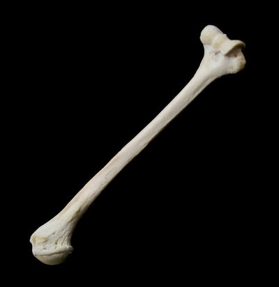 Human Humerus - Paxton Gate