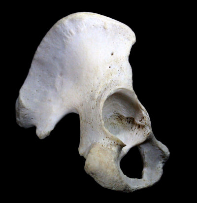 Human Pelvis Bone - Paxton Gate