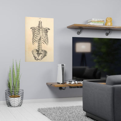 Human Ribcage Matte Poster - Paxton Gate