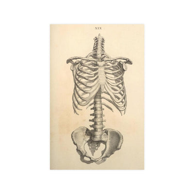 Human Ribcage Matte Poster - Paxton Gate