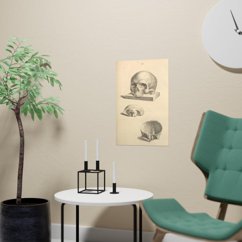 Human Skull Diagram Matte Poster - Paxton Gate