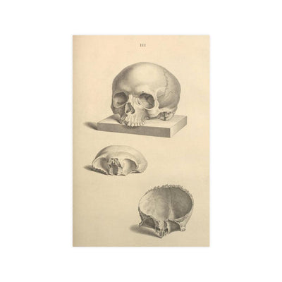 Human Skull Diagram Matte Poster - Paxton Gate