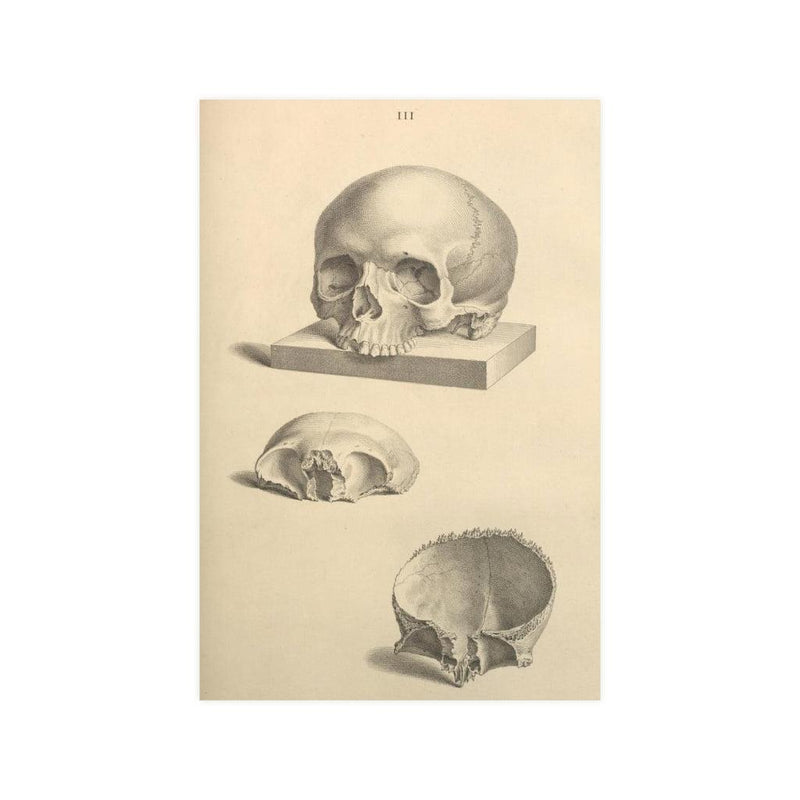 Human Skull Diagram Matte Poster - Paxton Gate