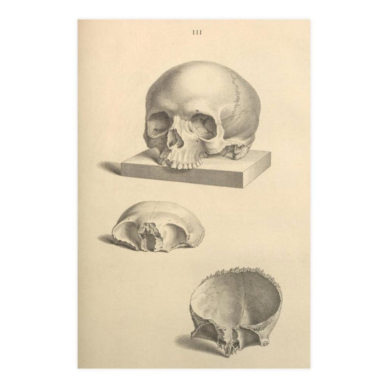 Human Skull Diagram Matte Poster - Paxton Gate