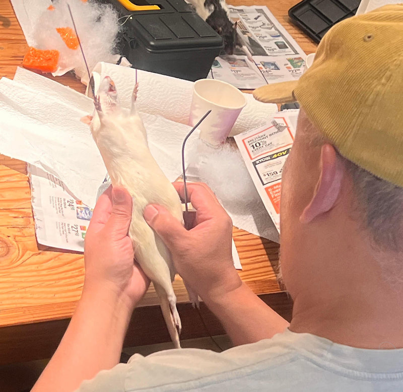 DIY Taxidermy Rat Workshop-Workshop-Geoffrey Vassallo-PaxtonGate
