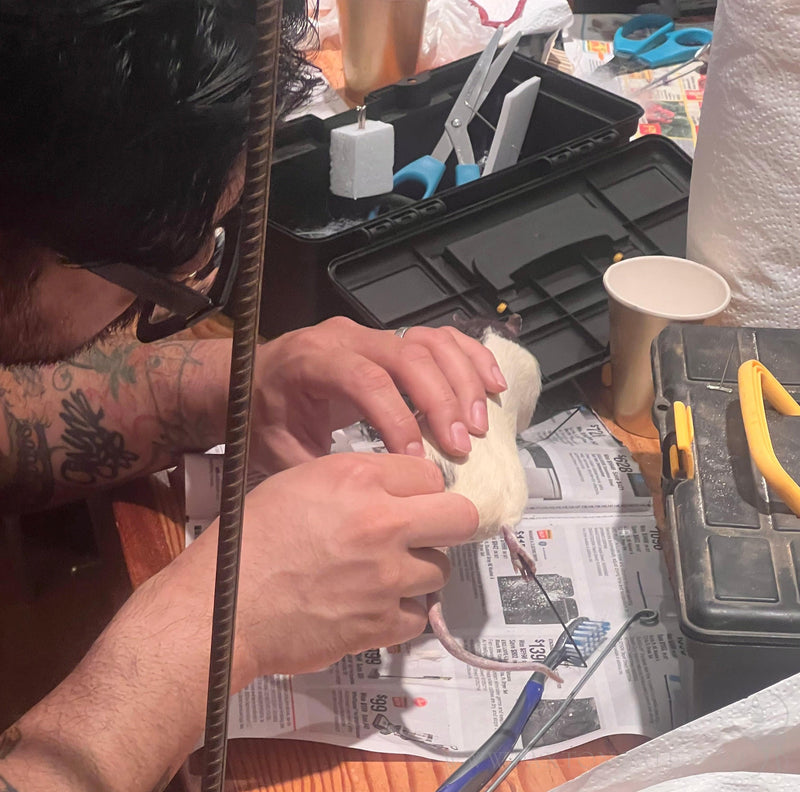 DIY Taxidermy Rat Workshop-Workshop-Geoffrey Vassallo-PaxtonGate