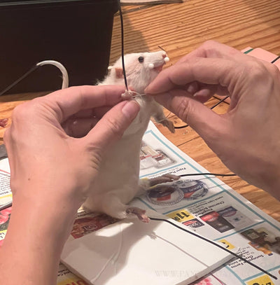 DIY Taxidermy Rat Workshop-Workshop-Geoffrey Vassallo-PaxtonGate