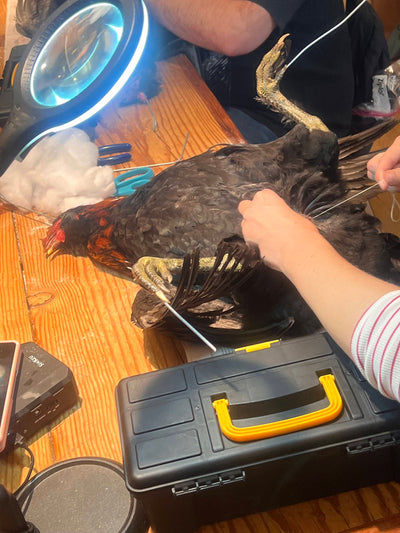 DIY Taxidermy Rooster Workshop-Workshop-Geoffrey Vassallo-PaxtonGate