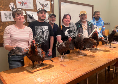 DIY Taxidermy Rooster Workshop-Workshop-Geoffrey Vassallo-PaxtonGate
