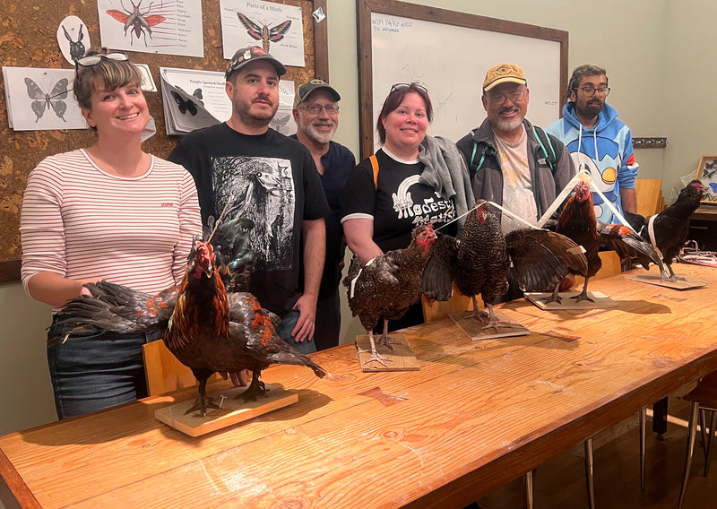 DIY Taxidermy Rooster Workshop-Workshop-Geoffrey Vassallo-PaxtonGate