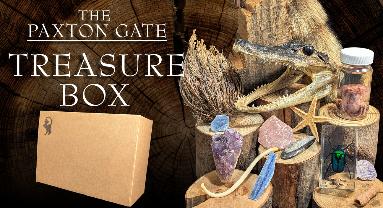 no.003 虎と琥珀と翡翠のtreasure box Treasure Box Details | Paxton Gate