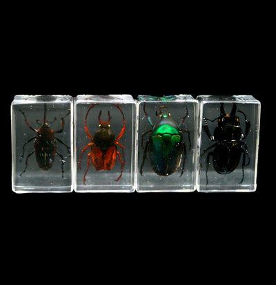 Insect Foes Collection in Acrylic - Paxton Gate