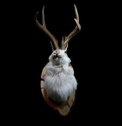 Jackalope Taxidermy Head Mount - Paxton Gate