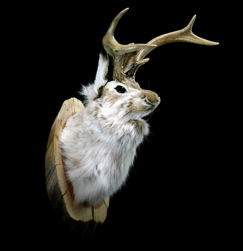 Jackalope Taxidermy Head Mount - Paxton Gate