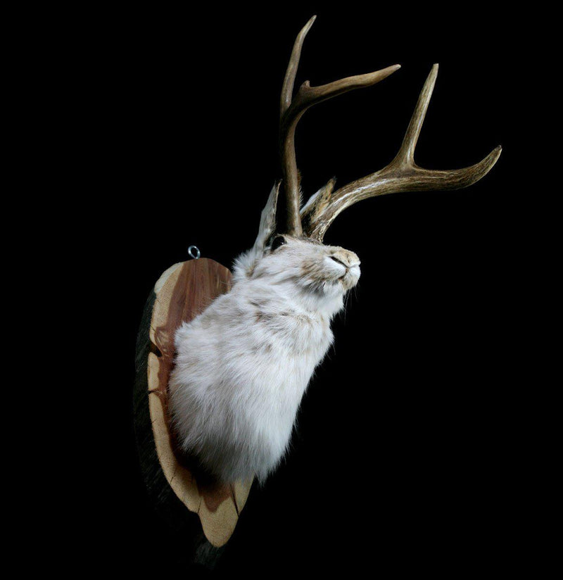 Jackalope Taxidermy Head Mount - Paxton Gate