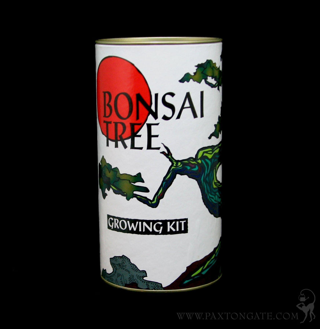 bonsai tree growing kit Japanese Black Pine Bonsai Tree Seed Grow Kit For Sale