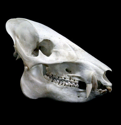 Javelina Skull - Paxton Gate