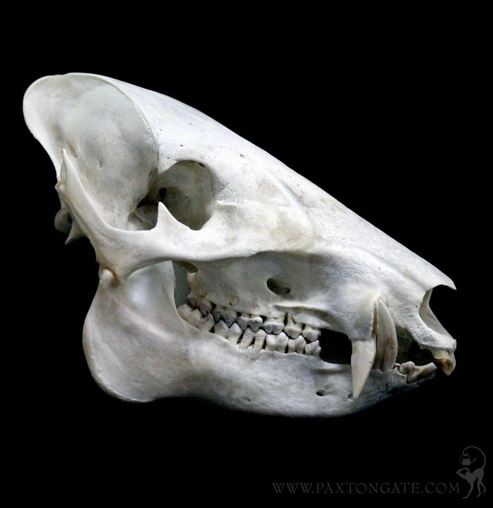 skull Javelina Skull For Sale | Paxton Gate