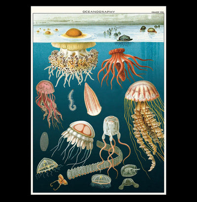 Jellyfish Oceanography Poster Wrap - Paxton Gate