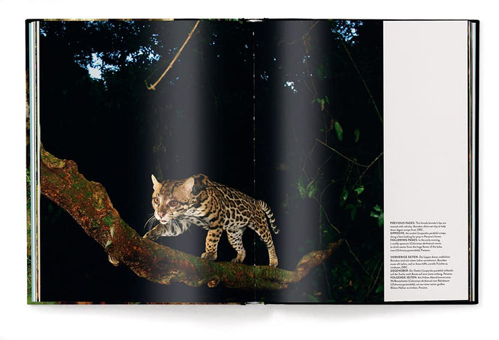 Jungle-Spirits-5_720x.jpg?v=