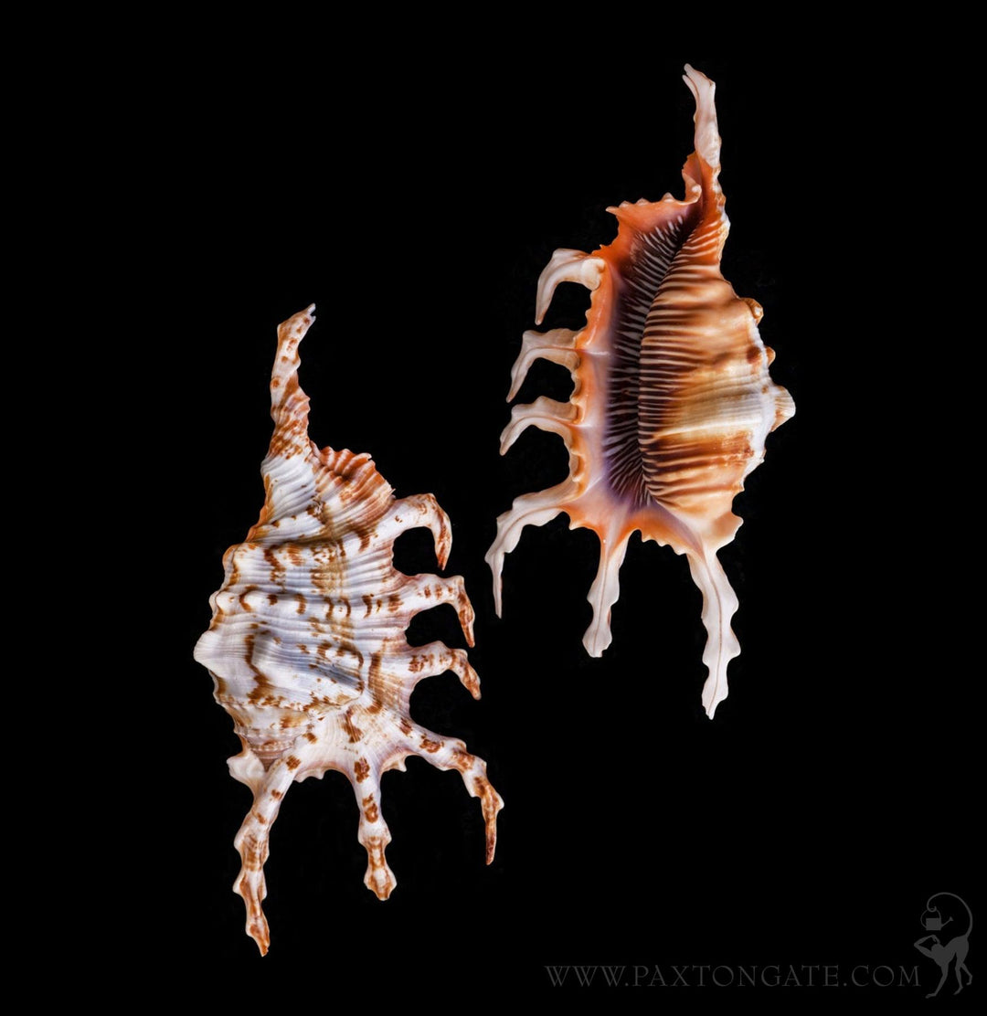 Lambis Scorpius Spider Shell For Sale | Paxton Gate