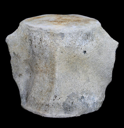 Large Fossilized Whale Vertebrae - Paxton Gate